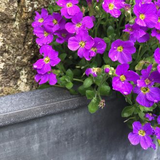Zinc galvanized steel garden planter with purple flowers