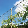 Trellis ideas for wall mounted zinc galvanized panels above a fence