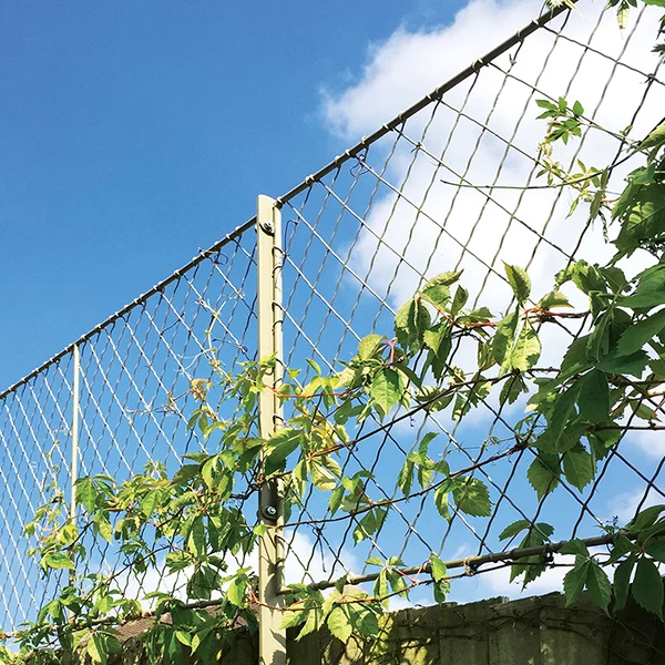 Diamond trellis fence panels painted with fixing posts and climbers