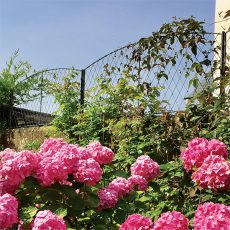 Diamond metal trellis ideas for privacy with clematis