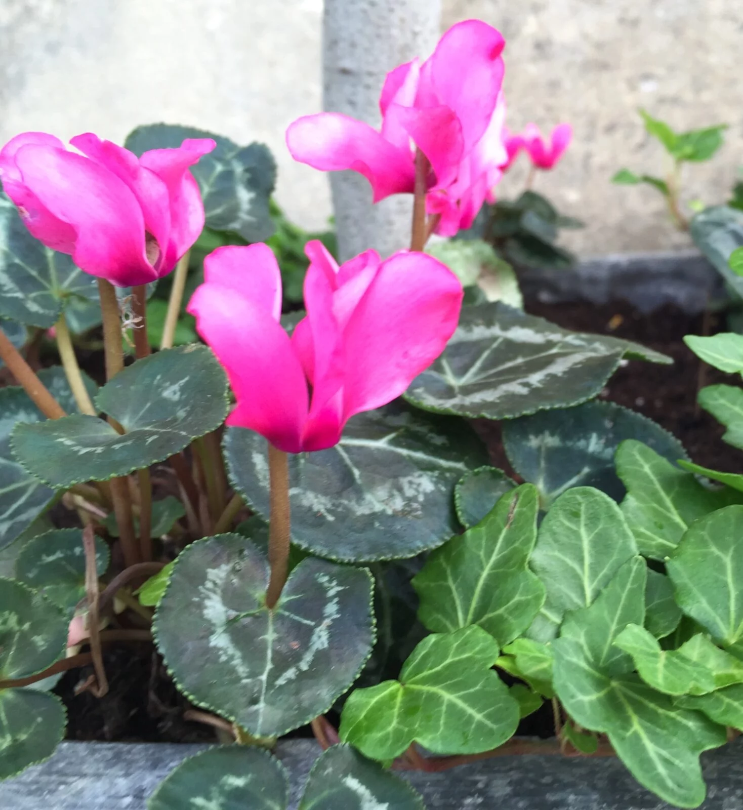Winter zinc planter