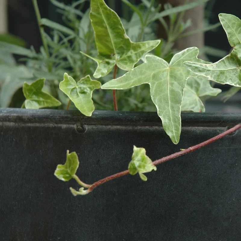 Large Round Metal Planter
