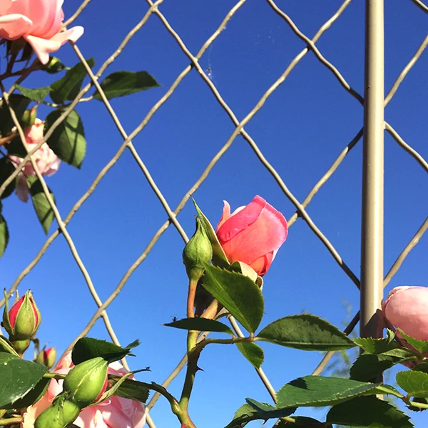 Detail of diamond metal wall trellis panel with pink roses in UK garden