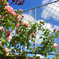 Metal wall top trellis screen planted with roses