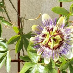 Passion Flower Contemporary Trellis