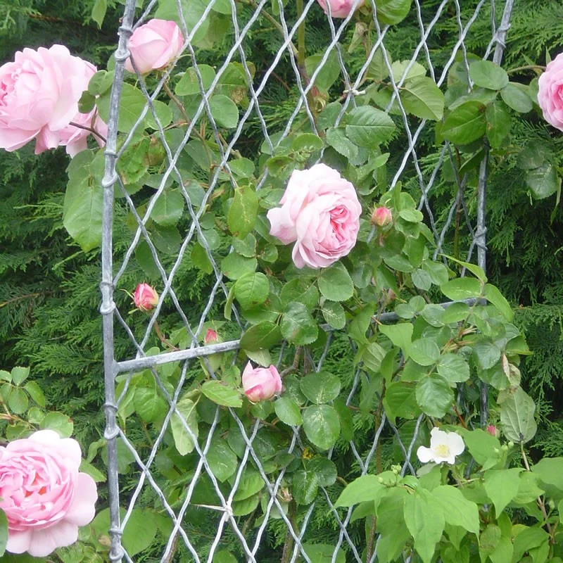 Rose Arch Trellis
