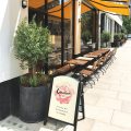 Steel zinc galvanized circular planters in London UK with olive tree
