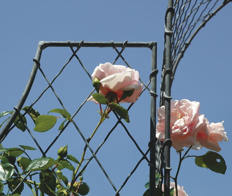 Building a British Wildlife Garden