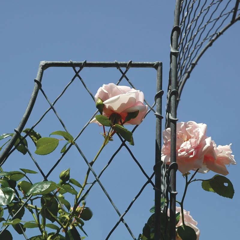 Trellis Panel and Rose Arch