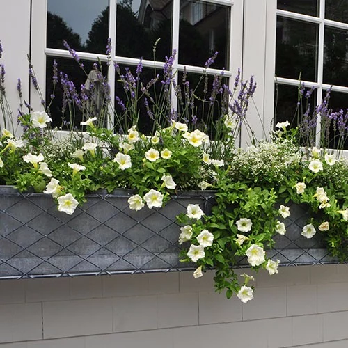 Window-box