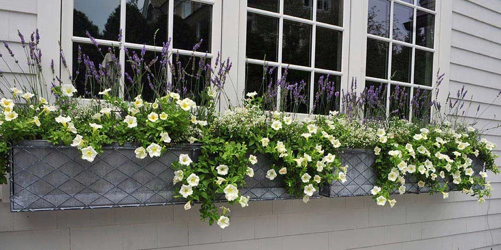 Windowbox with lavender and flowers