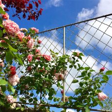 Metal wall top trellis panels with roses in UK
