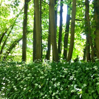 English forest with wild garlic but no metal wall trellis or wirework arches