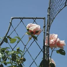 Arch and trellis