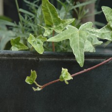 Circular planter with ivy
