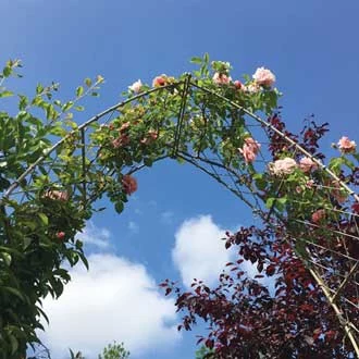 a large garden arch for climbing plants covered with a rose in full bloom