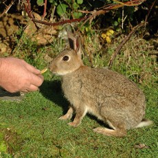 news rabbit proof wirework