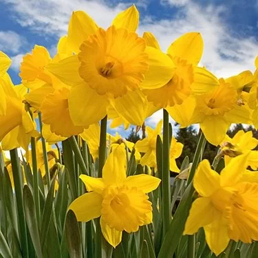 Spring is here