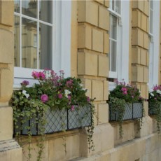 news window boxes on great pulteney street