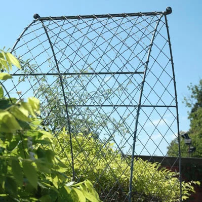 wirework gothic arch supporting wisteria