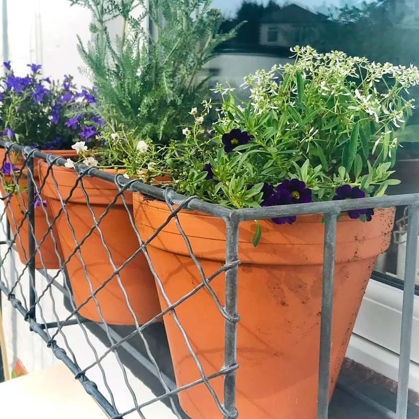 wirework window box